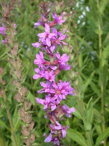  Purple Loosestrife head